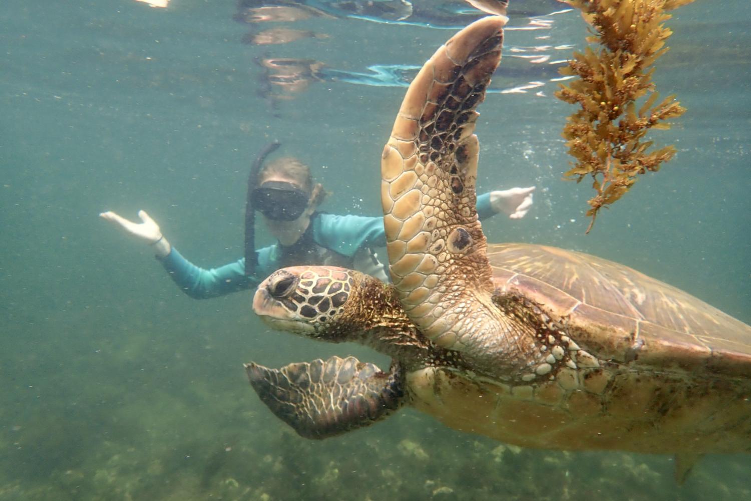 一名<a href='http://vppj.ngskmc-eis.net'>博彩网址大全</a>学生在Galápagos群岛游学途中与一只巨龟游泳.
